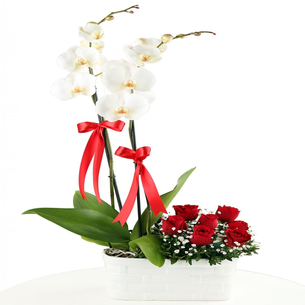  Belek Blumen Orchideen & 7 Rosen in Vase