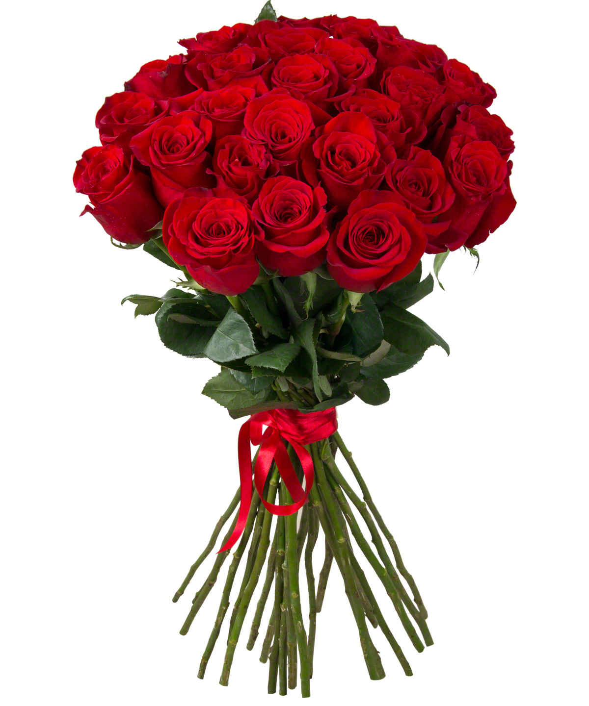  Belek Florist 25 Pieces  Simple Red Rose Bouquet